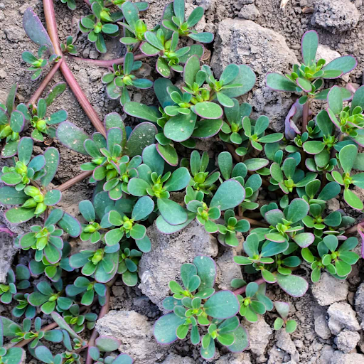 Purslane Weed